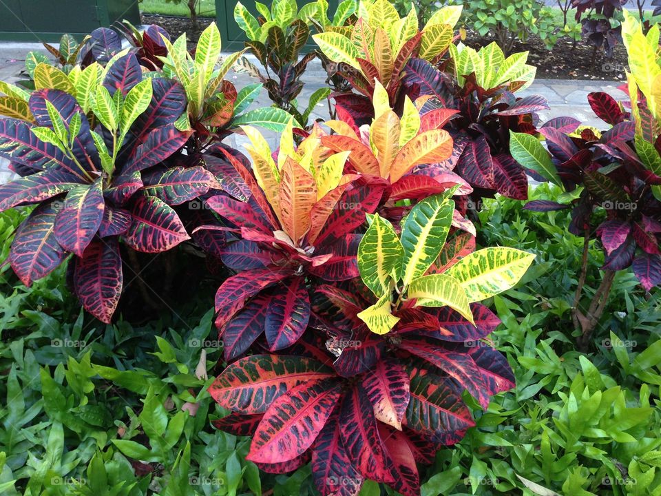Beautiful Colored Plants