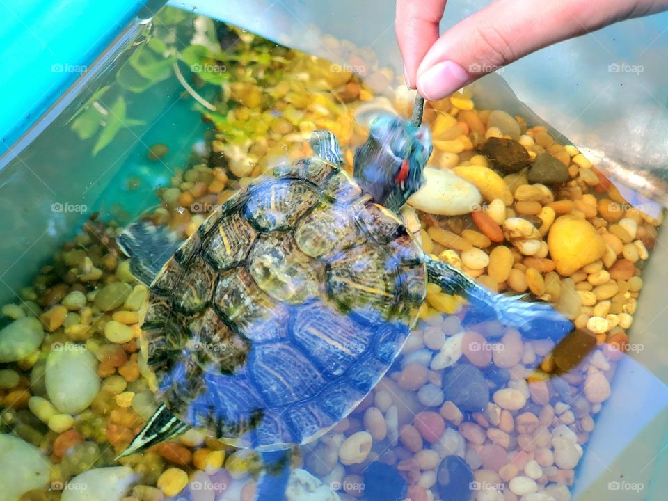 Red eared slider being feeded