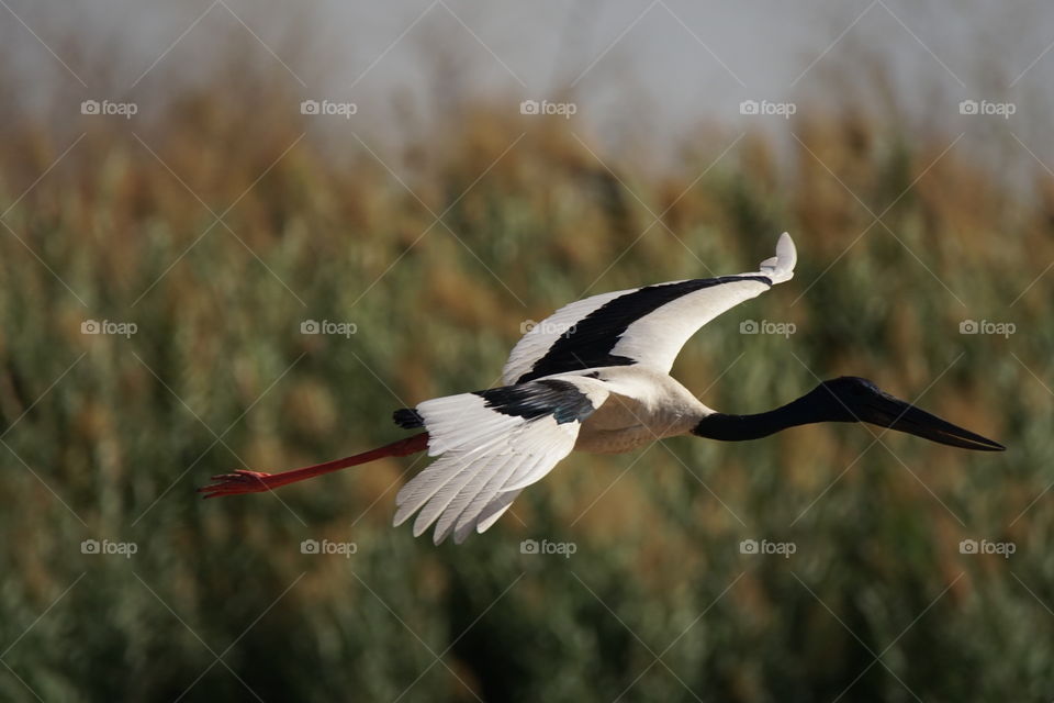 Flying Jabiru