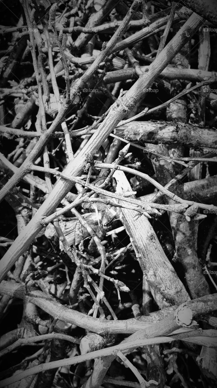 a close up of a pile of twigs and branches from an oak tree we had to cut down