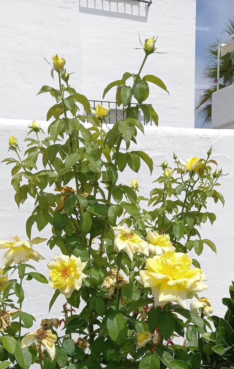 Rosal amarillo