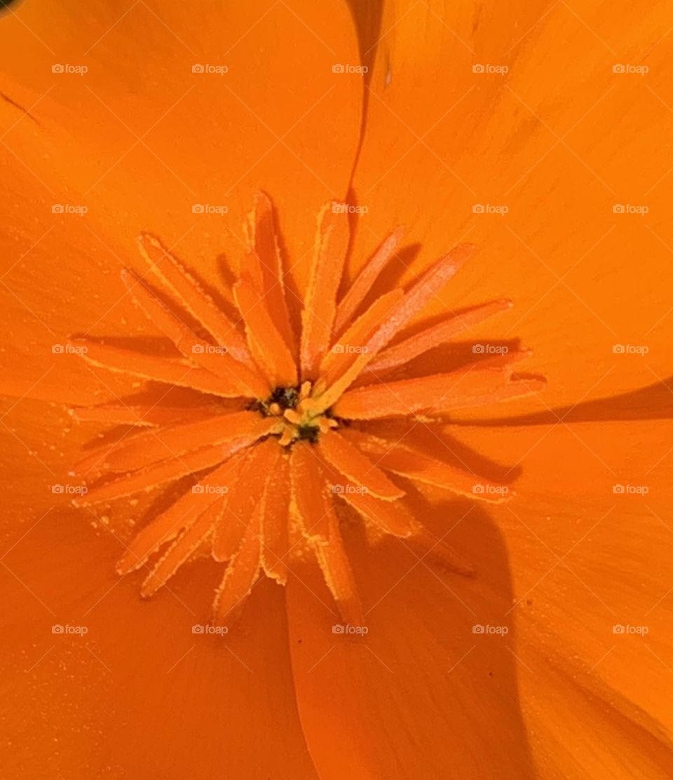 Flower California Poppy