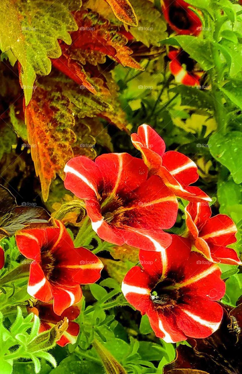 Red and white petunias in a hanging basket