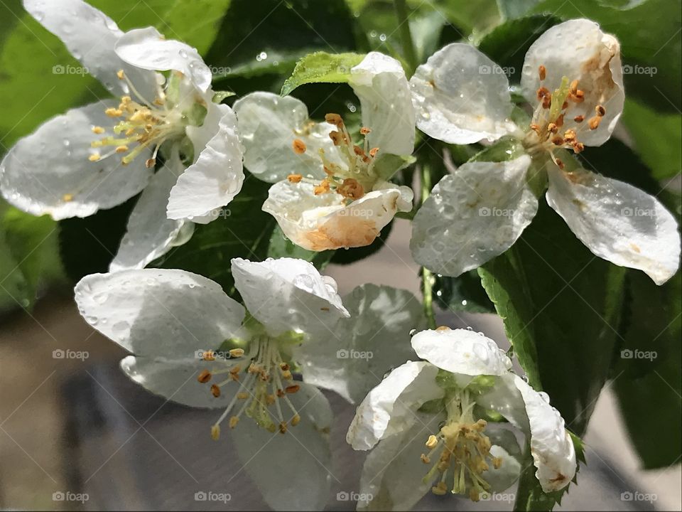 Apple blossom
