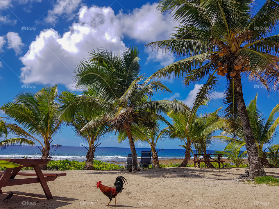 cock also need sunbath