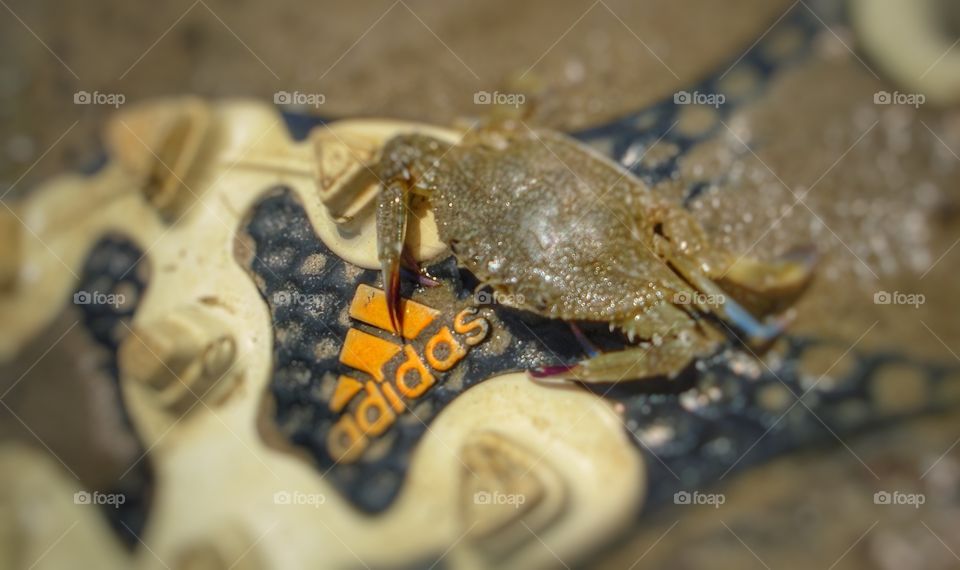 crab and adidas