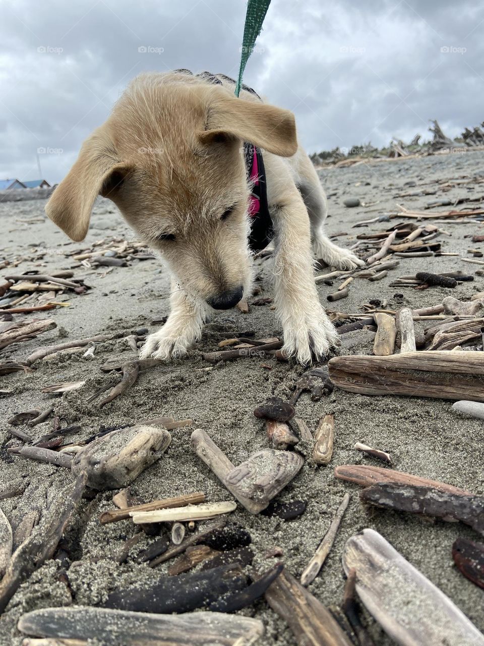 Puppy playing with driftwood