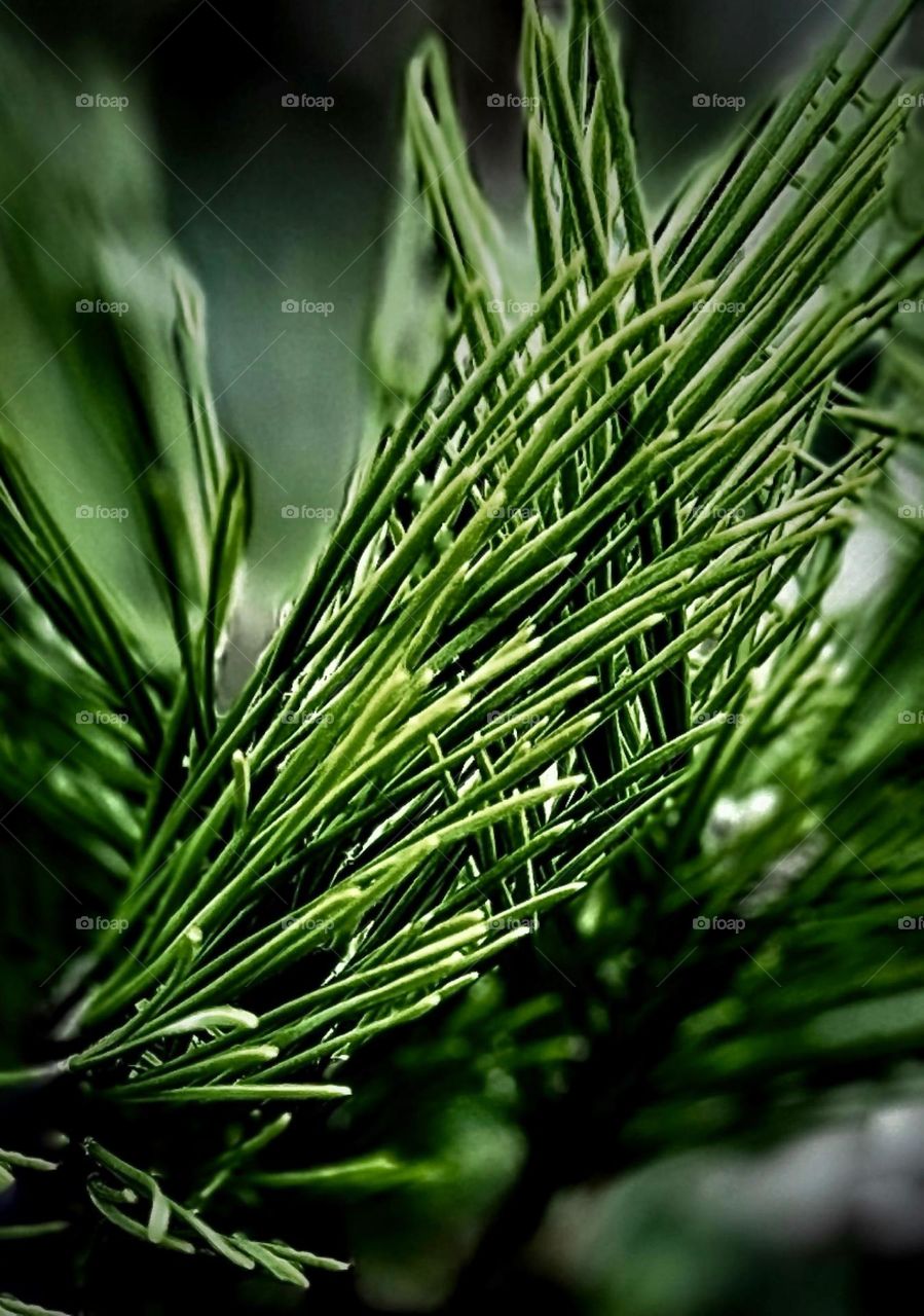 conifer