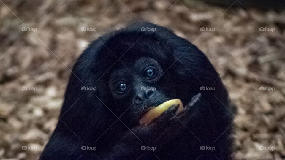 Colombian spider monkey 