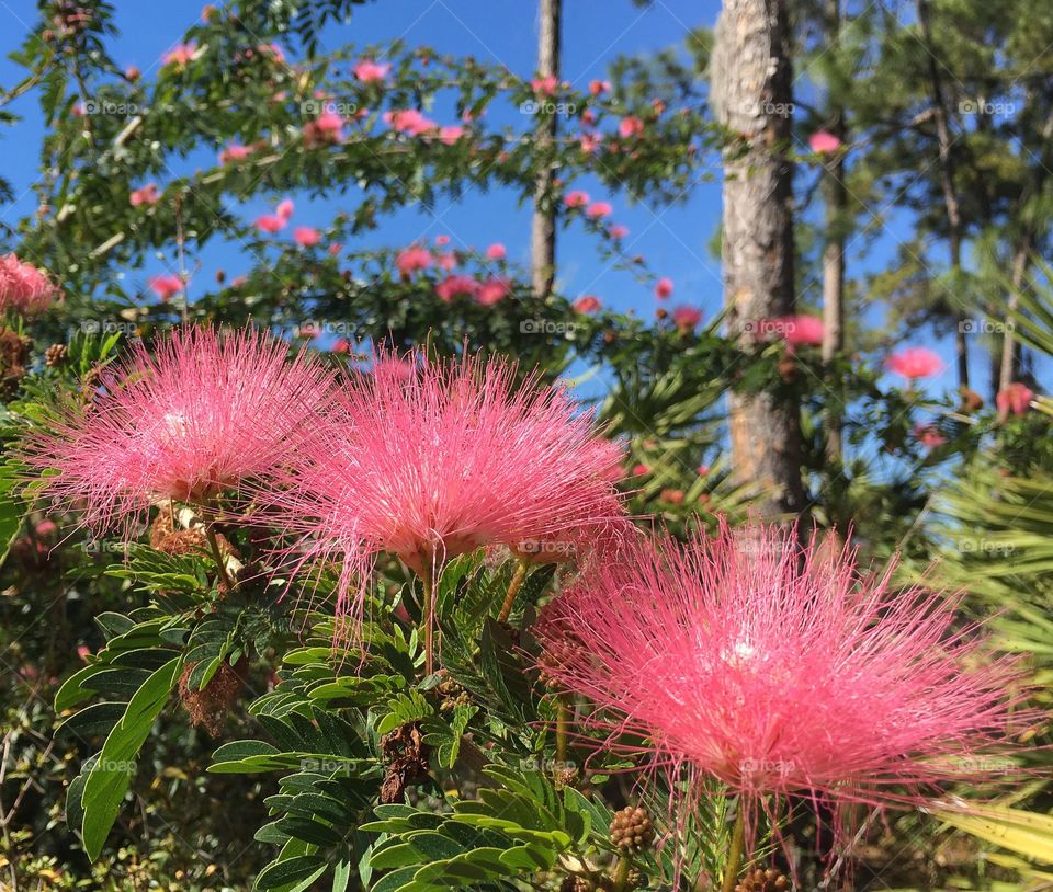 Pink flowering tree