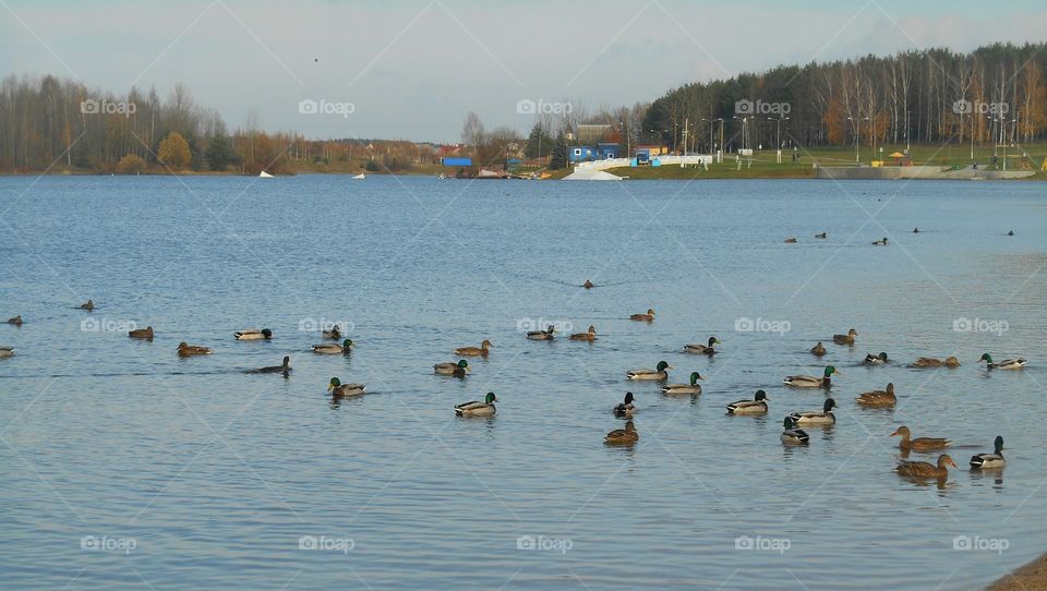 Duck, Water, Bird, Lake, Goose