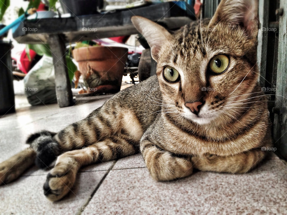 cat animal pet thai cat by meaun