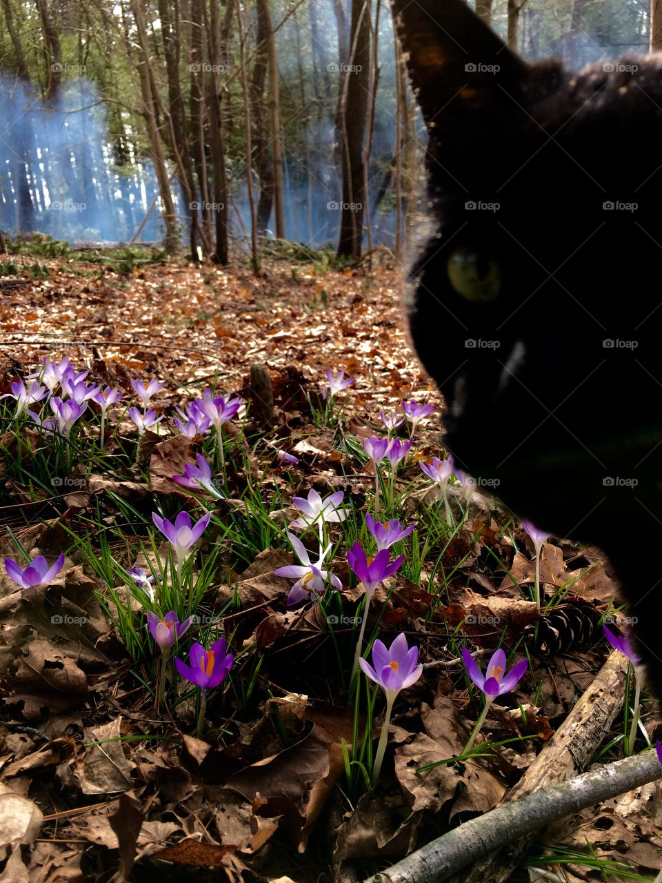 Crocuses in Woods With Black Cat, Forest in Background With Smoke