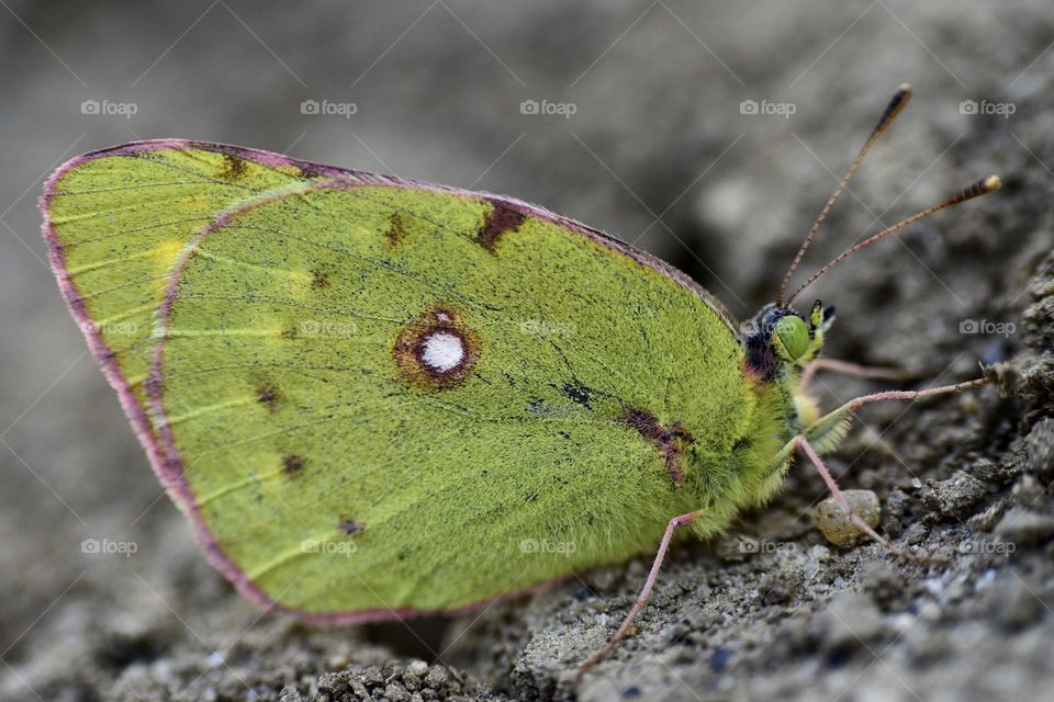 Butterfly seen from the ground 