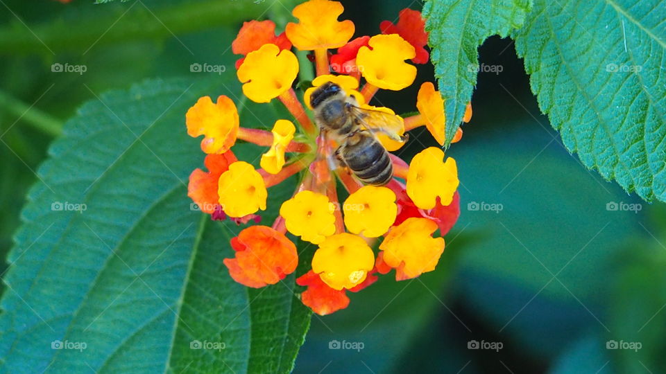 Bee