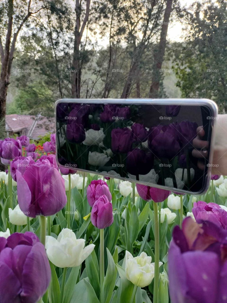Araluen tulips