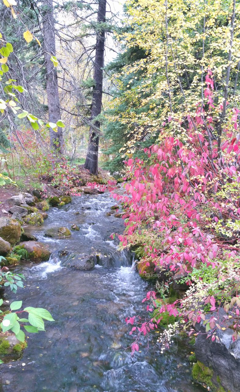 Fall color on the creek