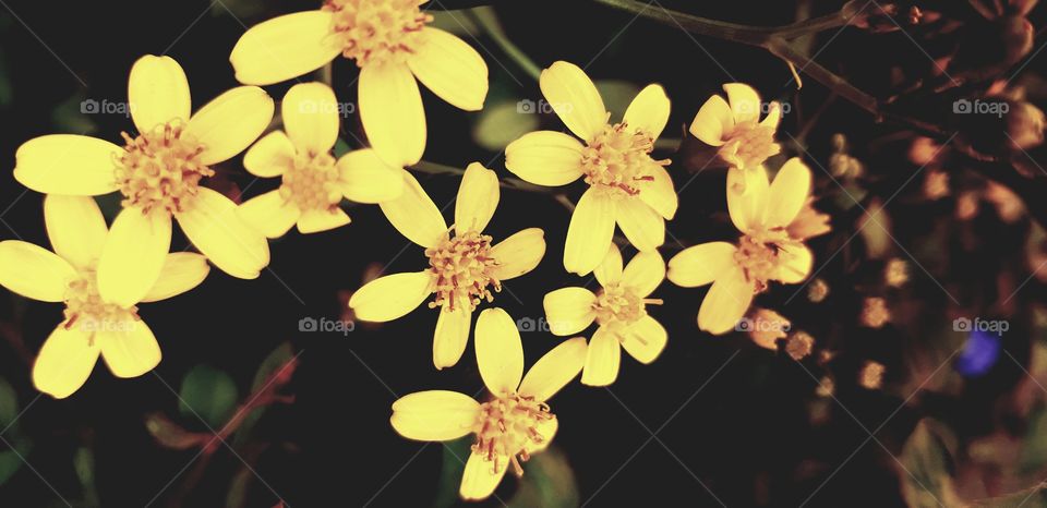 Yellow flowers