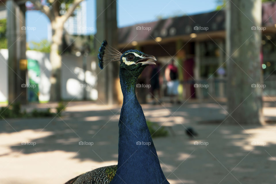 A peacock strolling outside the Barcelona Zoo. The peacock is super colorful and beautiful. It never opened its tail.