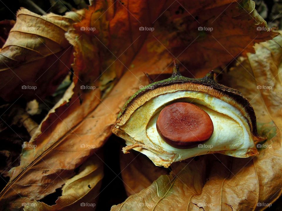 Das Auge -Baby Kastanie