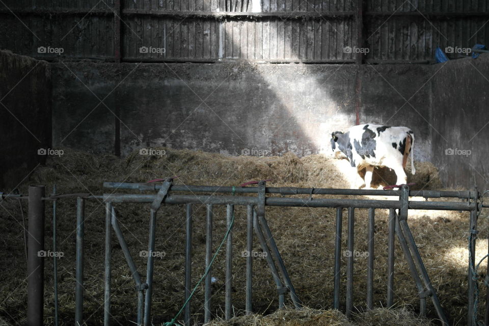 Lonely cow . Lonely cow in barn