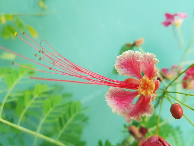 Flower on the wall