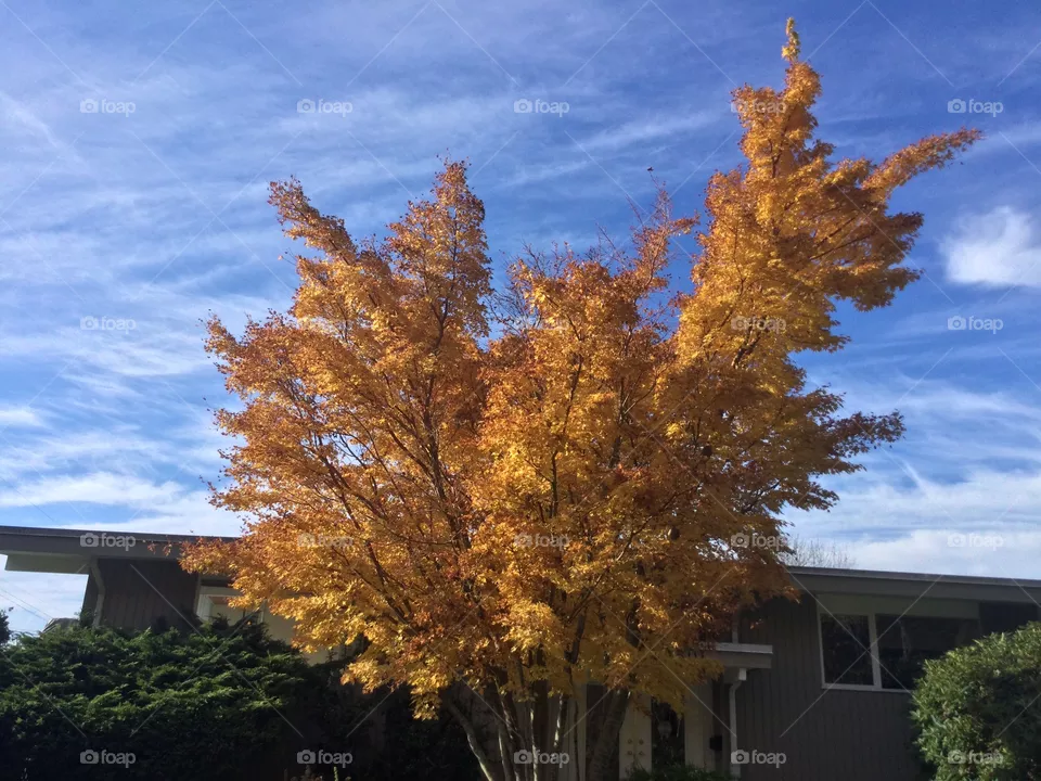 The Maple Tree Changing Colour in the Autumn 