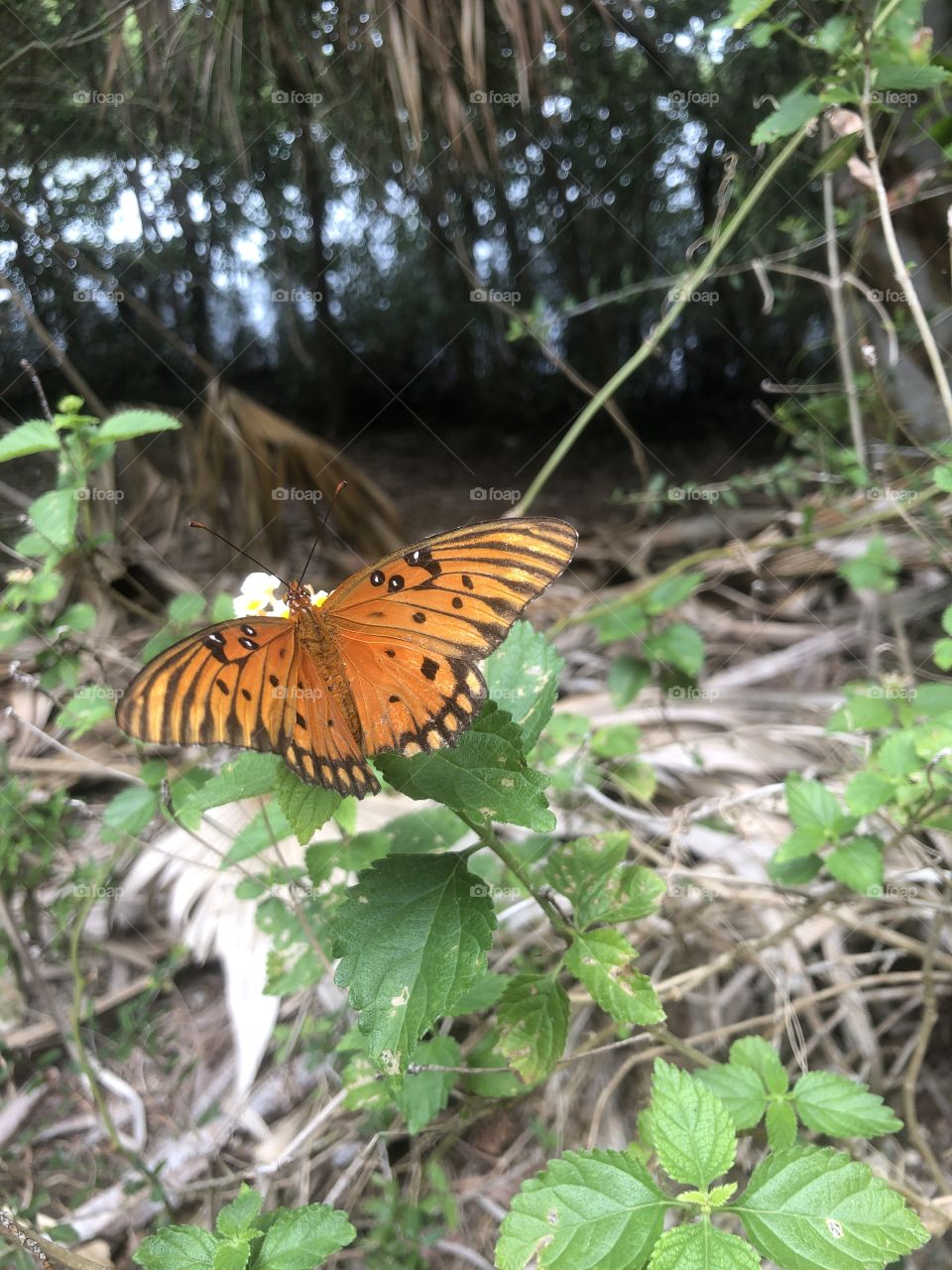 Orange and black butterfly in swamp 