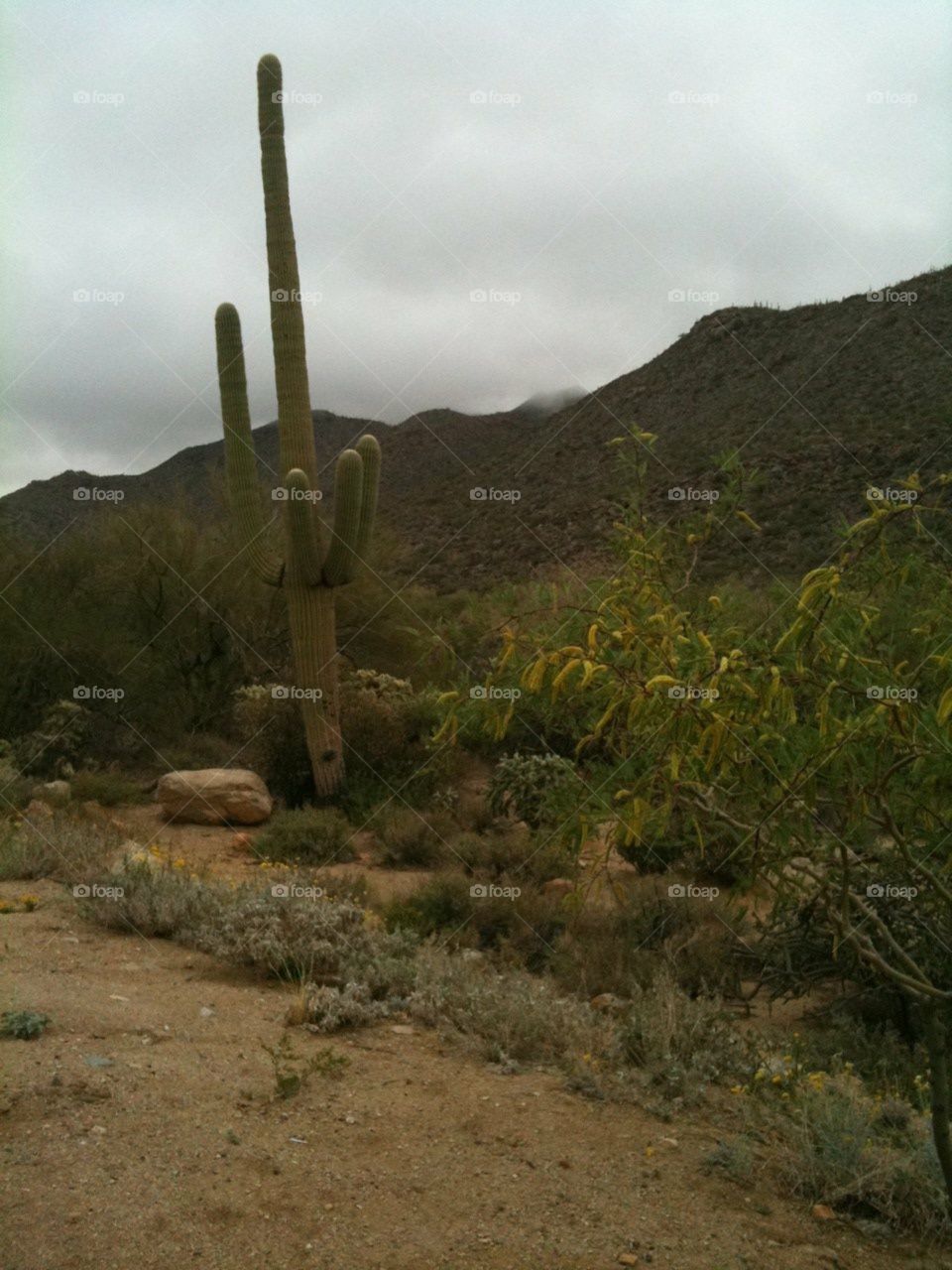 Arizona cactus
