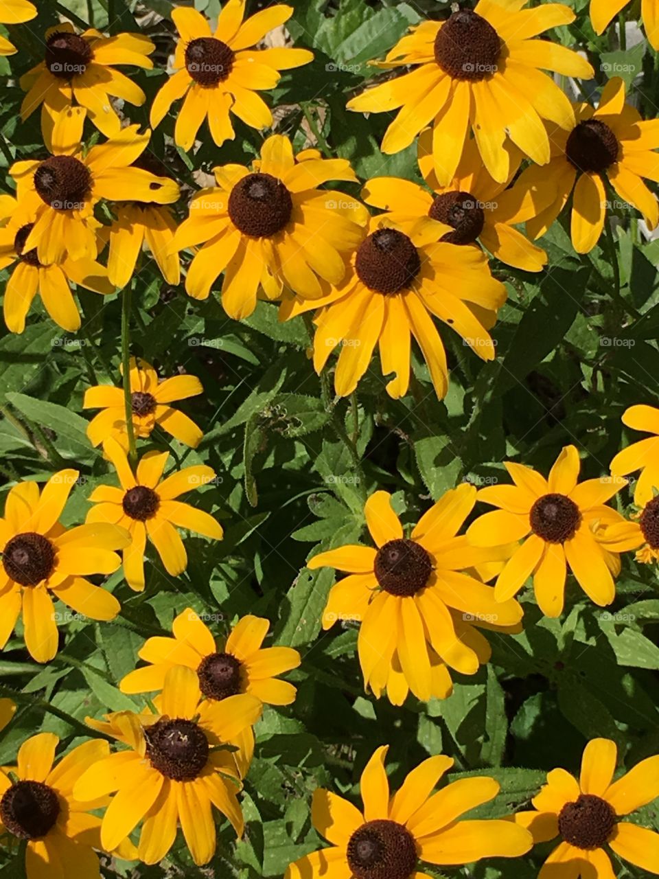 Black-eyed Susans