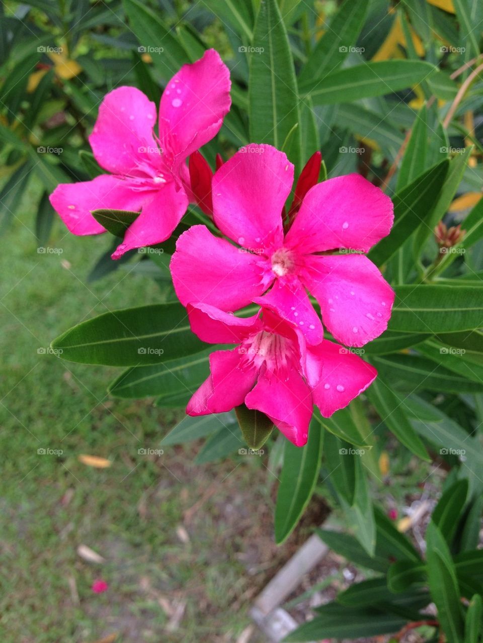 Oleander