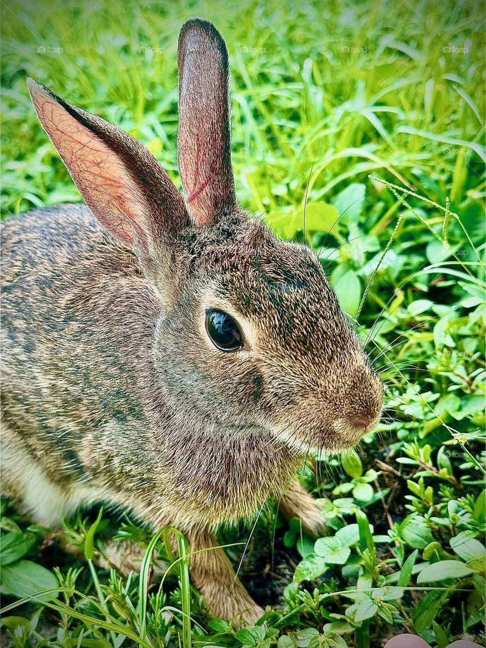 Lovely cotton tailed rabbit.
