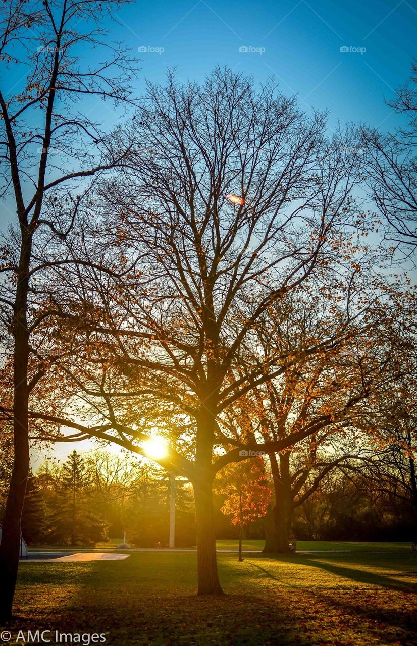 Autumn Tree in Sunlight
