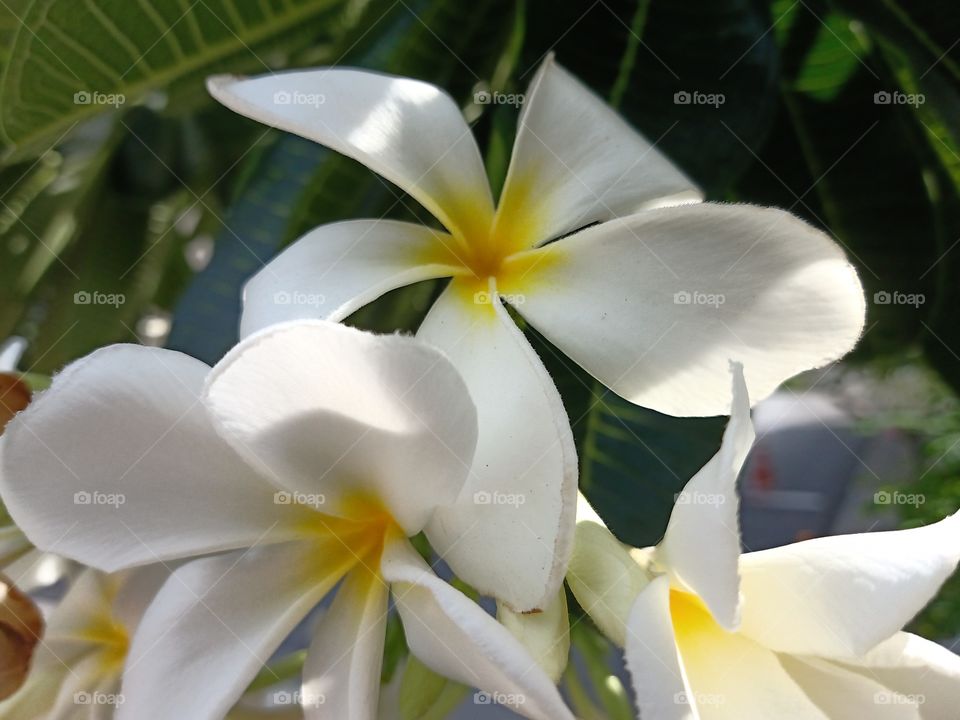 Beautiful Plumeria Flowers