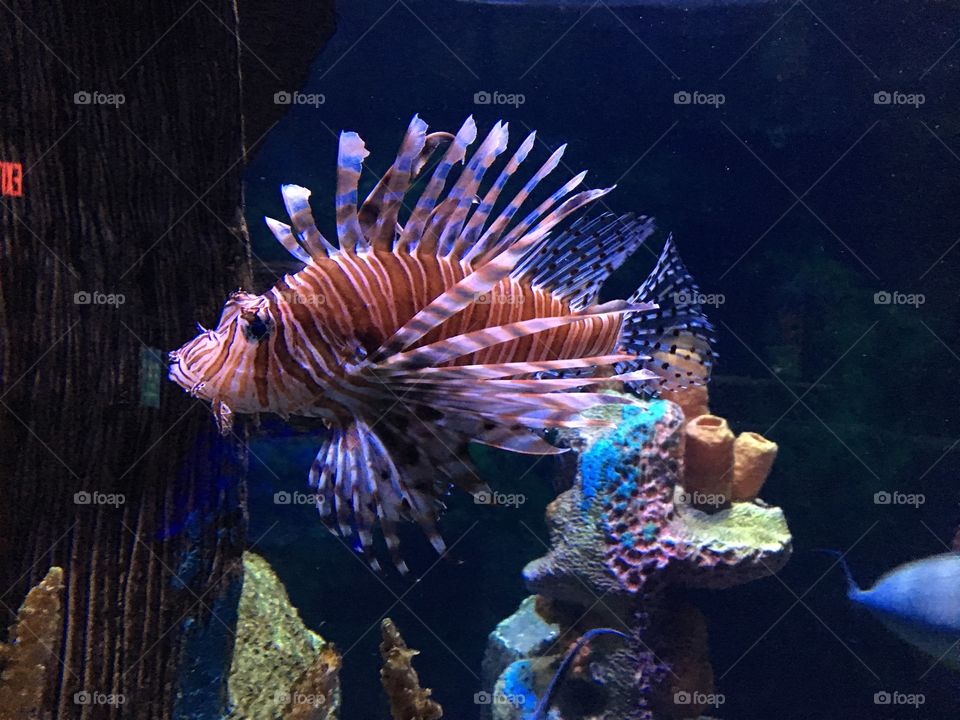 Colorful spiked fish in an aquarium 