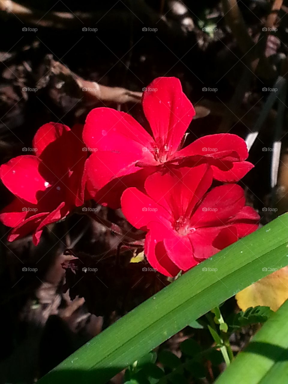 geranium