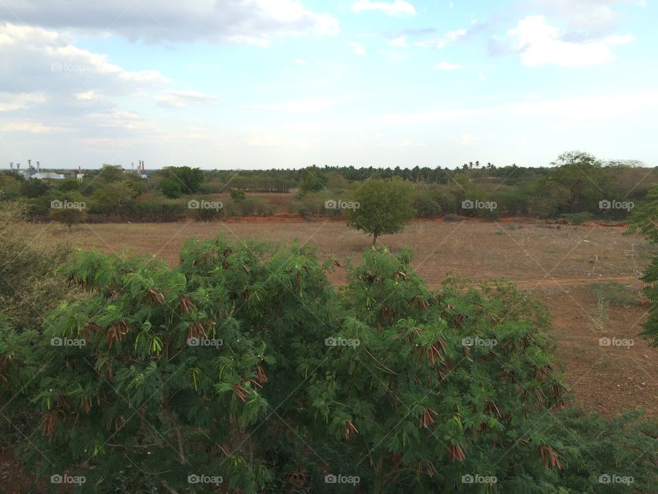 natural ground garden trees sky
