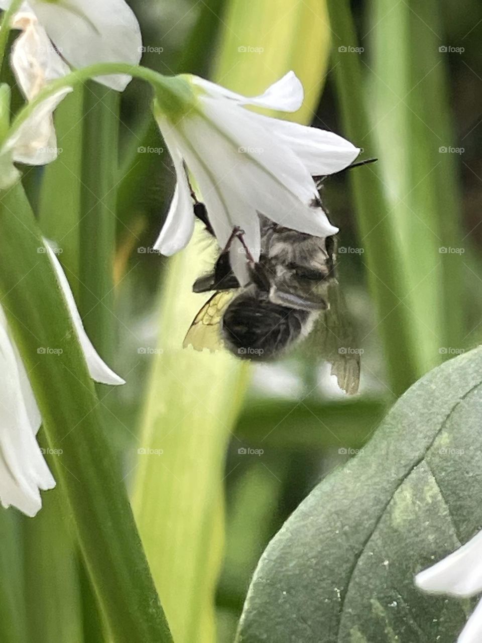 Abelhas: Polinização em ação.