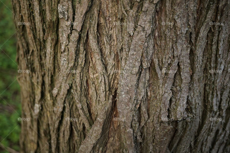 Interesting texture on a tree trunk lovely twisting bark .. 