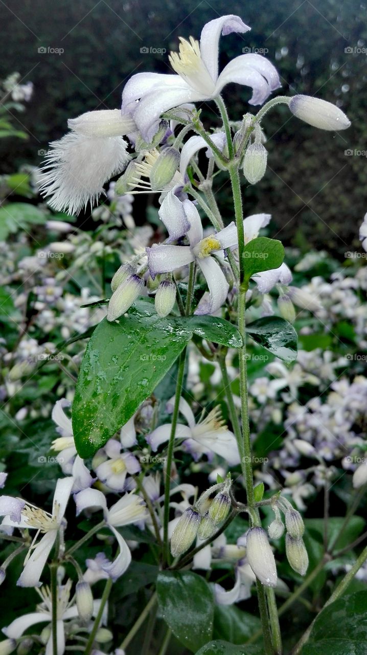 In the garden, after rain..