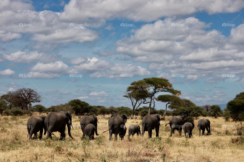 Elephant family walking away to nowhere - Tanzania!
