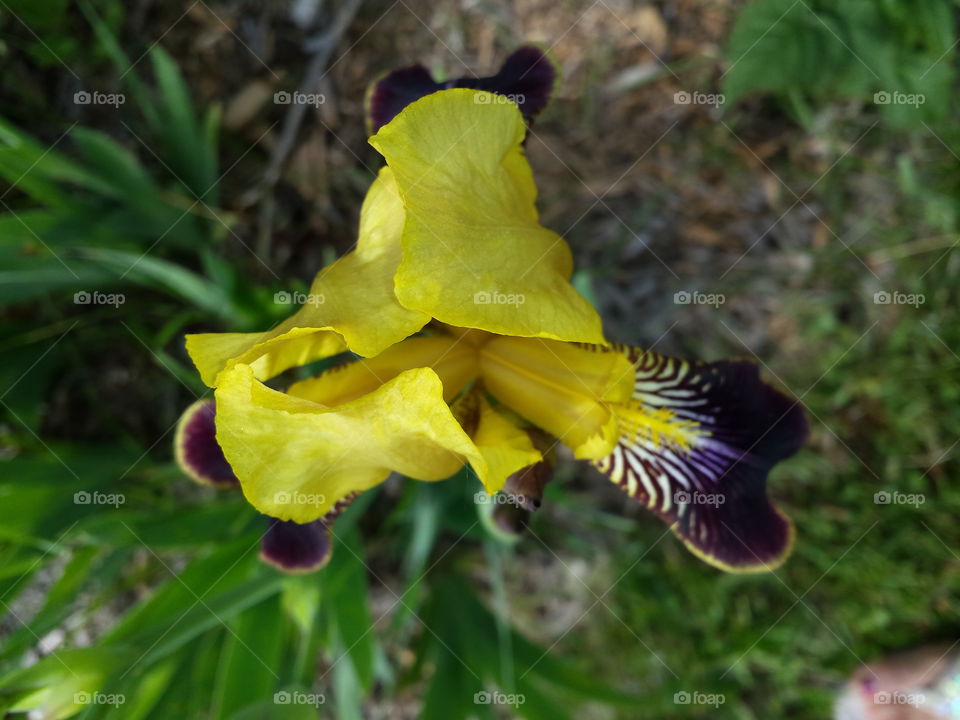 Peek a boo Iris. 6-19-15 MN