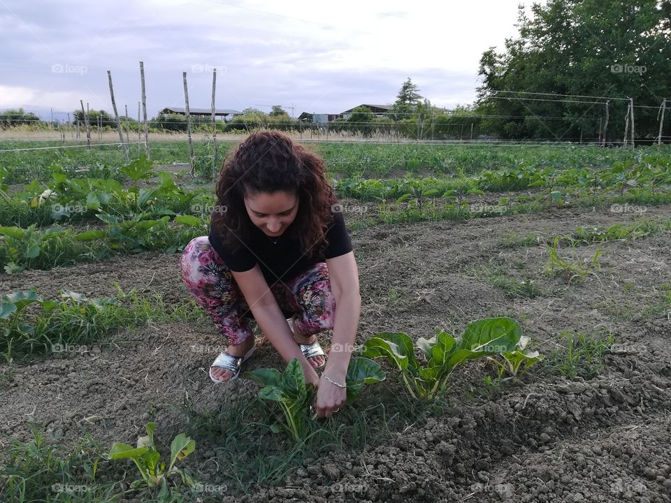 woman collects vegetables