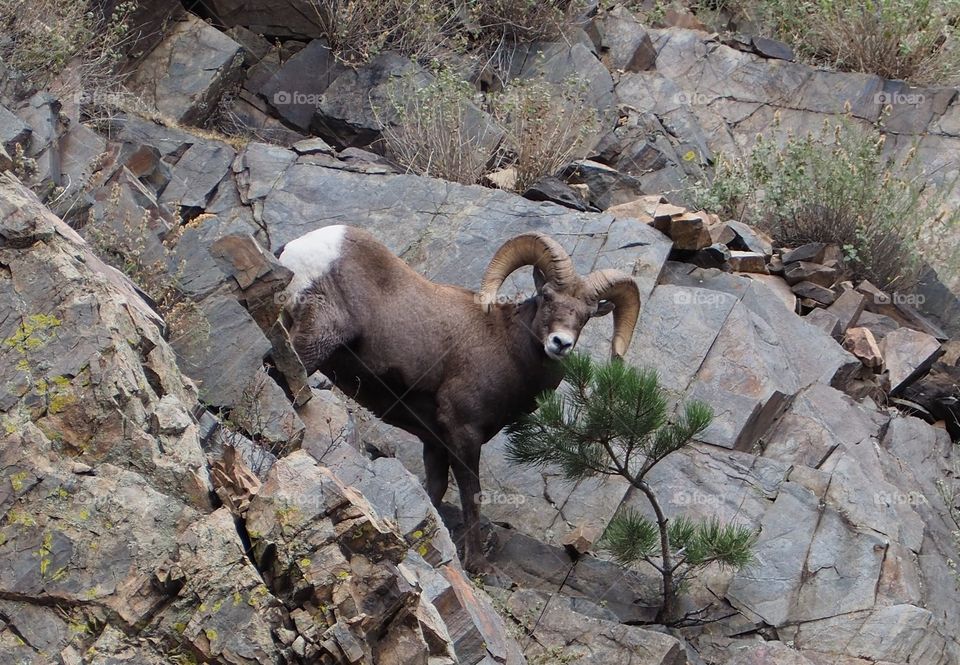 Big Horn Sheep. climbing on the cliffs of  Big Thompson Canyon, Colorado