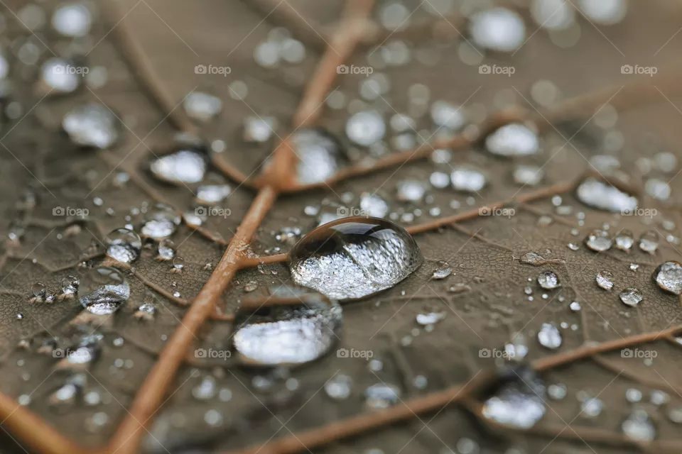 Raindrops