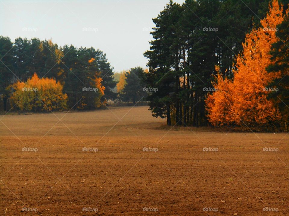 autumn forest and field