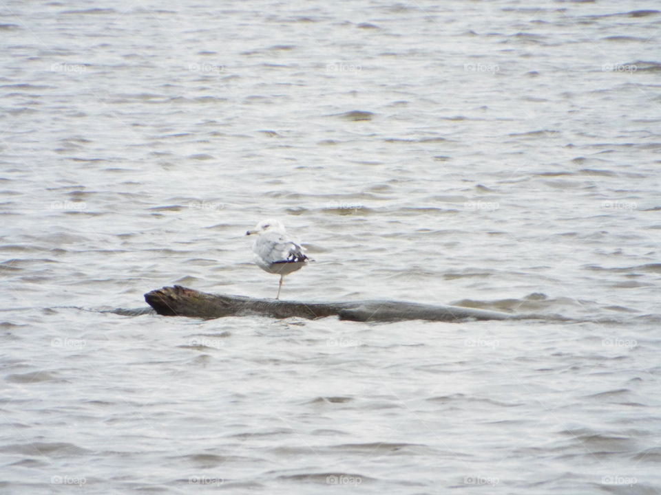 seagull  on a log in the Mississippi  River