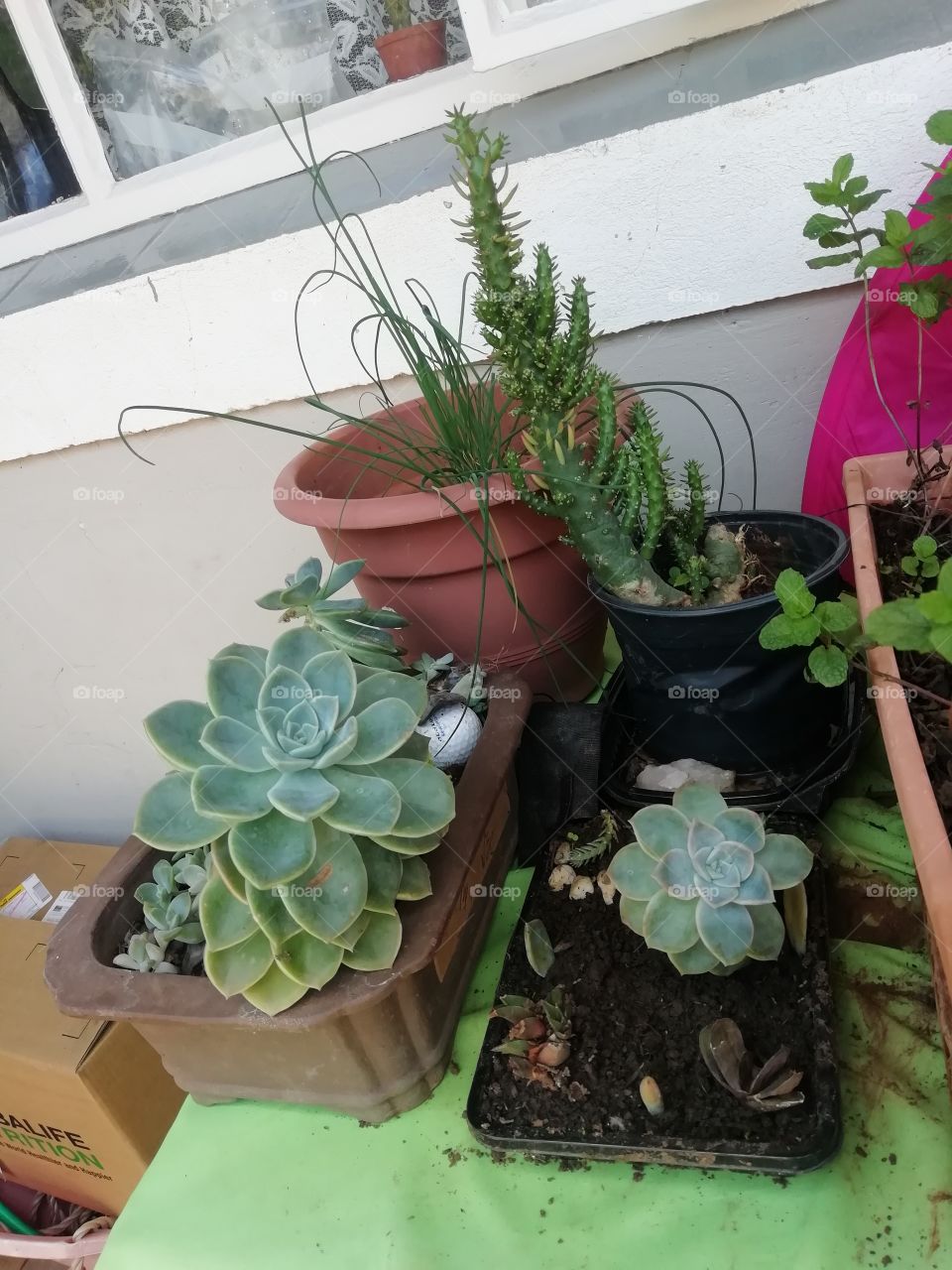 Succulents