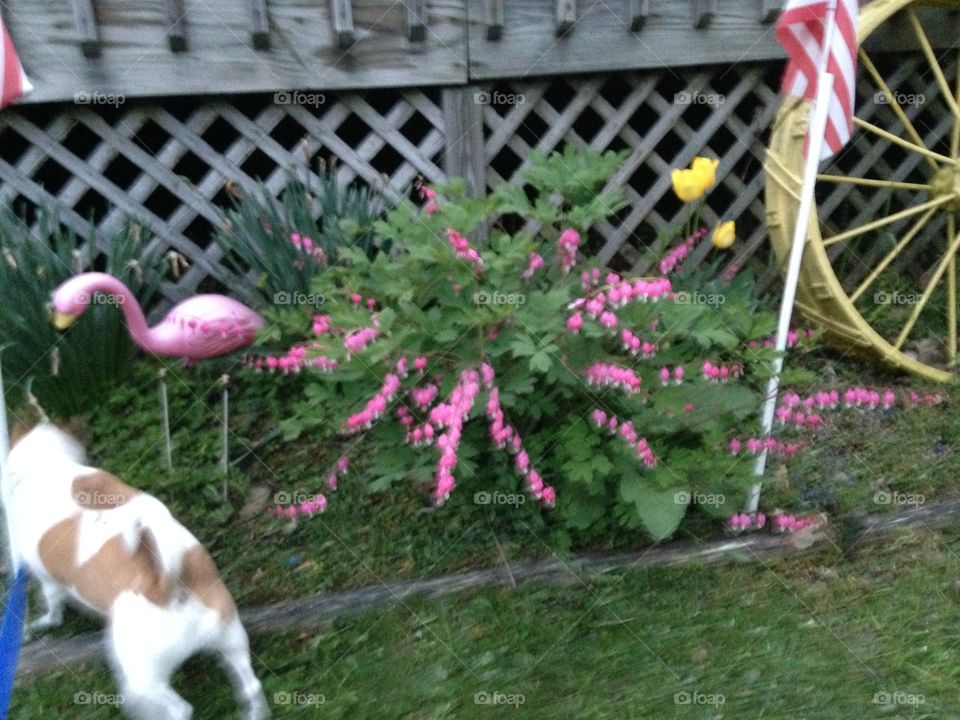 Dog checking things out 