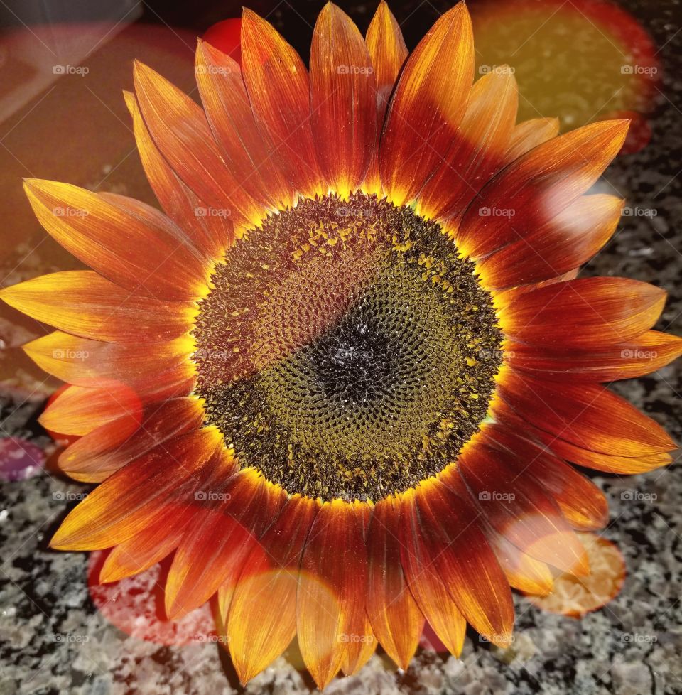 Sunflower Glory
